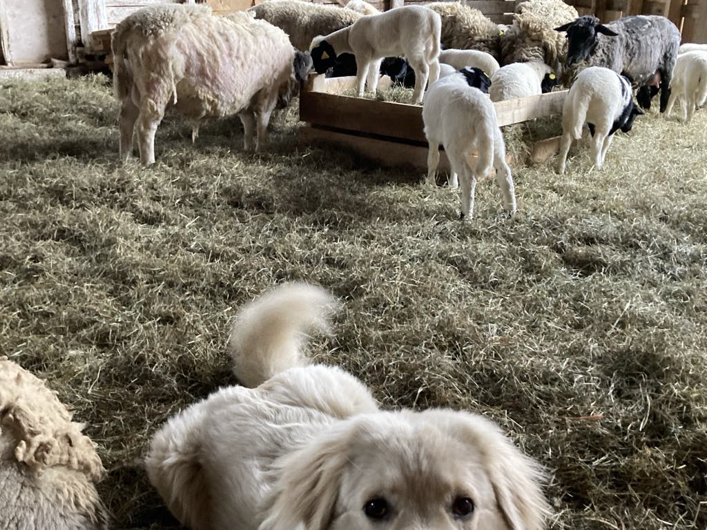 Connaissez-vous Rabaska ?